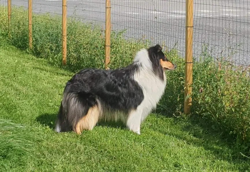 Pitkäkarvainen collie, Fresita's It's Showtime