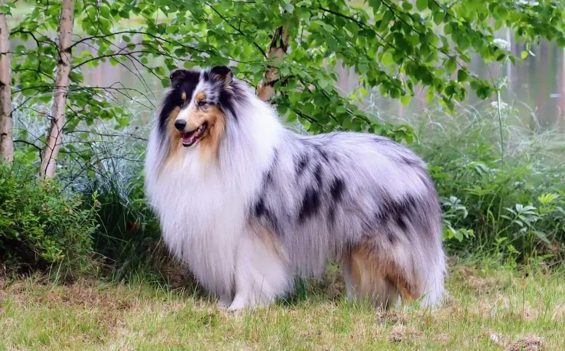 Pitkäkarvainen collie, Silverlady's Limited Edition